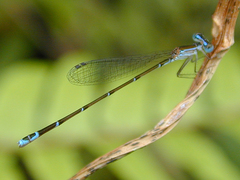 Nehalennia pallidula