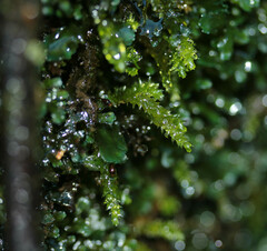 Rhynchostegium riparioides