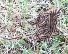 Malacosoma franconicum