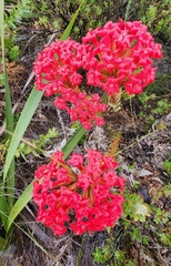 Crassula coccinea