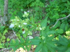 Campanula lactiflora