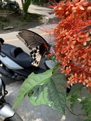 Papilio memnon heronus
