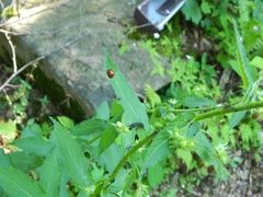 Campanula lactiflora