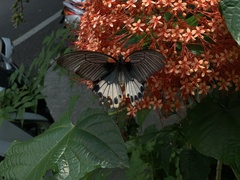 Papilio memnon heronus