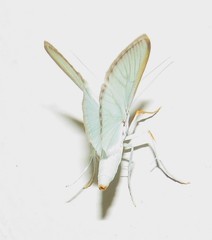 Diaphania costata