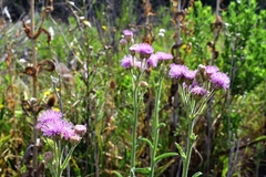 Campuloclinium macrocephalum