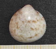 Laevicardium crassum