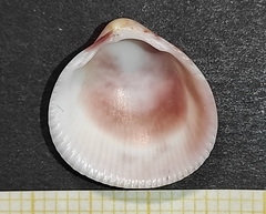 Laevicardium crassum