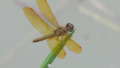 Perithemis tenera