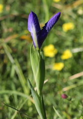 Iris latifolia