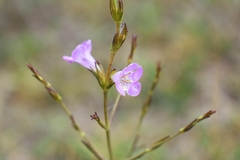 Agalinis communis