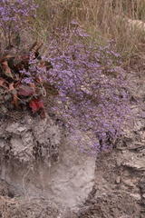 Limonium sareptanum