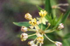 Asclepias mellodora