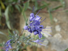 Caryopteris mongholica