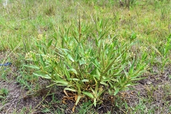 Asclepias mellodora