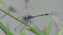 Micrathyria aequalis