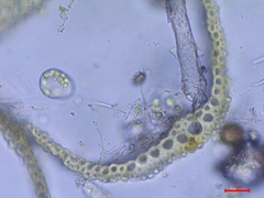 Pleuridium acuminatum