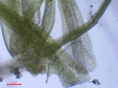 Dicranella heteromalla