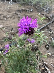 Monardella sinuata