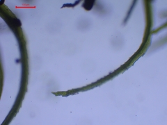 Dicranella heteromalla