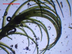 Dicranella heteromalla