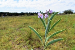 Solanum glaucophyllum