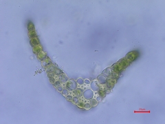 Dicranella heteromalla