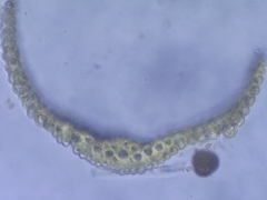 Pleuridium acuminatum