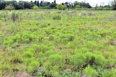 Baccharis notosergila