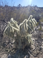Cylindropuntia fulgida