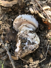 Amanita novinupta
