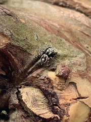 Dendryphantina