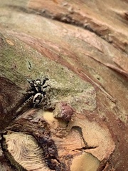 Dendryphantina