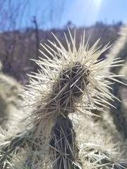 Cylindropuntia fulgida