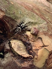 Dendryphantina