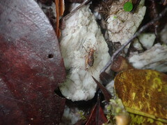 Gryllidae