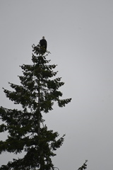Haliaeetus leucocephalus washingtoniensis