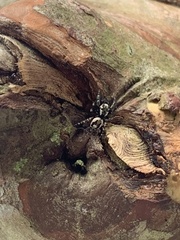 Dendryphantina