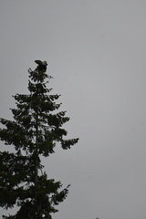 Haliaeetus leucocephalus washingtoniensis
