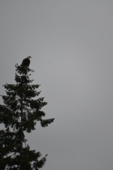 Haliaeetus leucocephalus washingtoniensis