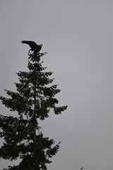 Haliaeetus leucocephalus washingtoniensis