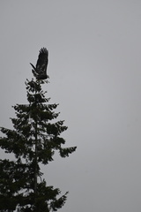 Haliaeetus leucocephalus washingtoniensis