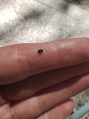 Hyperaspis festiva