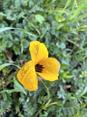 Viola pedunculata