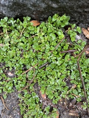 Veronica arvensis