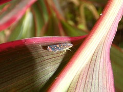 Ladoffa rubriguttata