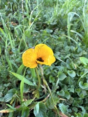 Viola pedunculata