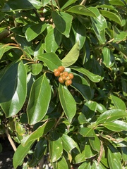 Citharexylum spinosum