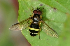 Dasysyrphus tricinctus