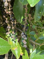 Citharexylum spinosum